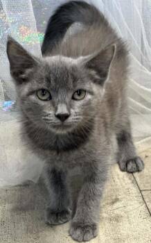 Acorn -  Domestic Short Hair Cat for Adoption in Shreveport, Louisiana - Acorn | PetCurious