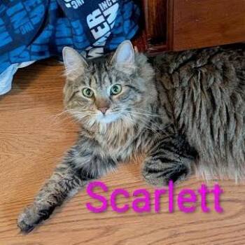 Domestic Medium Hair Cats Available for Adoption in Jeffersonville, Indiana - Scarlett | PetCurious