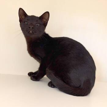 Katia -  Domestic Medium Hair Cat for Adoption in League City, Texas - Katia | PetCurious