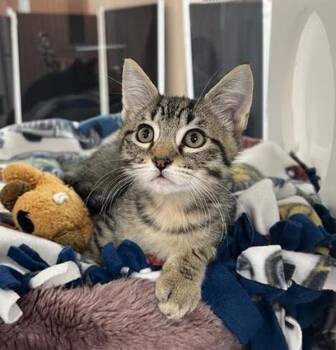 Rescue Domestic Short Hair Cats for Adoption in Black Eagle, Montana - Twix | PetCurious