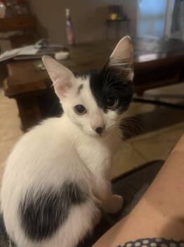 Sierra -  Domestic Short Hair Cat for Adoption in Chandler, Arizona - Sierra | PetCurious