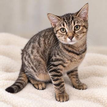 EMMY (GLORY) -  Domestic Short Hair Cat for Adoption in Southbury, Connecticut - EMMY (GLORY) | PetCurious