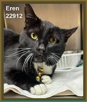 EREN -  Domestic Short Hair Cat for Adoption in Marietta, Georgia - EREN | PetCurious