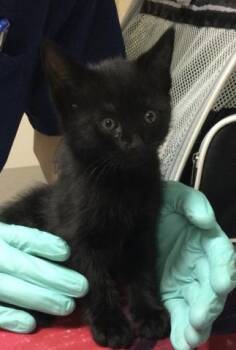 Domestic Short Hair Cats Available for Adoption in Riverside, California - JAL | PetCurious