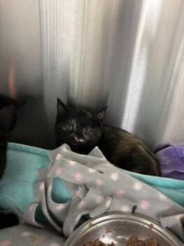 Domestic Short Hair Cats Available for Adoption in Schenectady, New York - May | PetCurious