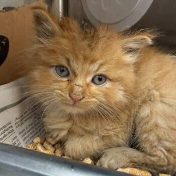 Poof -  Domestic Medium Hair Cat for Adoption in Los Angeles, California - Poof | PetCurious