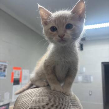 Bert -  Domestic Short Hair Cat for Adoption in Clanton, Alabama - Bert | PetCurious