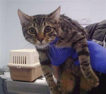 ABU -  Domestic Short Hair Cat for Adoption in Charlotte, North Carolina - ABU | PetCurious