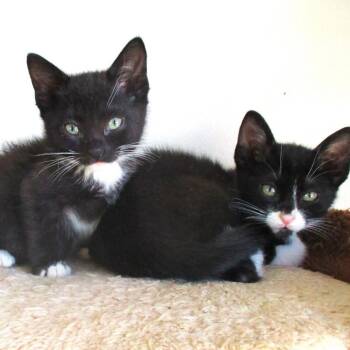 Domestic Short Hair and Tuxedo Cats Available for Adoption in Morrison, Colorado - BINX & BLU CONROY (Bonded Pair) | PetCurious