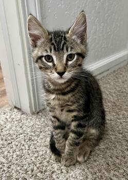 Stripes -  Domestic Short Hair Cat for Adoption in Sonora, California - Stripes | PetCurious