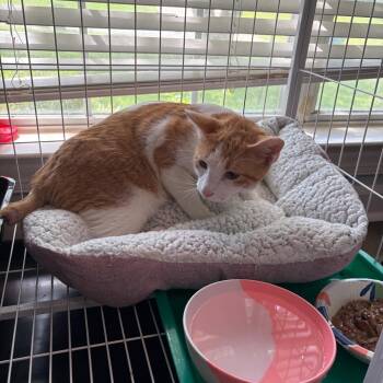 Nubbins -  Domestic Short Hair Cat for Adoption in Bentonville, Arkansas - Nubbins | PetCurious