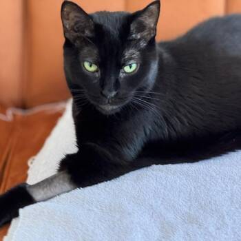 Rescue Domestic Short Hair Cats for Adoption in Evanston, Illinois - Camillle | PetCurious