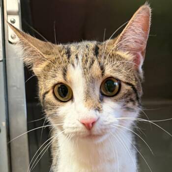 Bella -  Domestic Short Hair Cat for Adoption in Calverton, New York - Bella | PetCurious