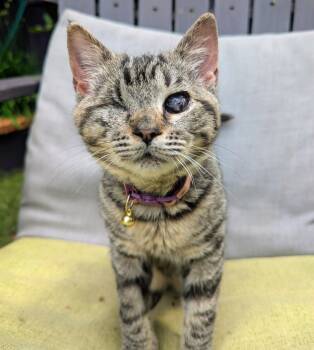 Zombelina Geraldine -  Domestic Short Hair Cat for Adoption in Delhi, New York - Zombelina Geraldine | PetCurious