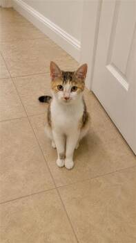 Sunflower -  Calico Cat Available for Adoption in Fayetteville, Arkansas - Sunflower | PetCurious