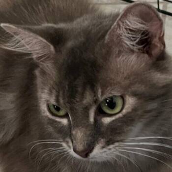 Misty B -  Domestic Long Hair Cat for Adoption in Tampa, Florida - Misty B | PetCurious