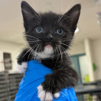 Venus -  Domestic Short Hair Cat for Adoption in Indianapolis, Indiana - Venus | PetCurious