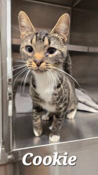 Cookie -  Domestic Short Hair Cat for Adoption in Sidney, Ohio - Cookie | PetCurious
