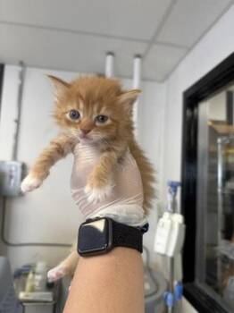 Michi -  Domestic Short Hair Cat for Adoption in West Chester, Pennsylvania - Michi | PetCurious