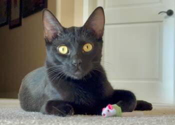 Rescue Domestic Short Hair and Maine Coon Cats for Adoption in Evergreen, Colorado - Snack Bar | PetCurious