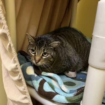 Domestic Short Hair Cats Available for Adoption in Bedford, New Hampshire - Jane | PetCurious