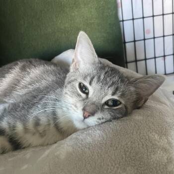 Cufflink -  Domestic Short Hair Cat for Adoption in Chicago, Illinois - Cufflink | PetCurious