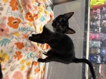 Rescue Domestic Short Hair Cats for Adoption in El Reno, Oklahoma - Sparkey | PetCurious