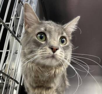 Nacho Trouble (mcas) -  Domestic Medium Hair Cat for Adoption in Troutdale, Oregon - Nacho Trouble (mcas) | PetCurious