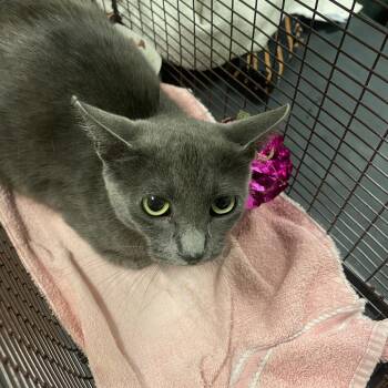 Frey -  Domestic Short Hair Cat for Adoption in Chicago, Illinois - Frey | PetCurious