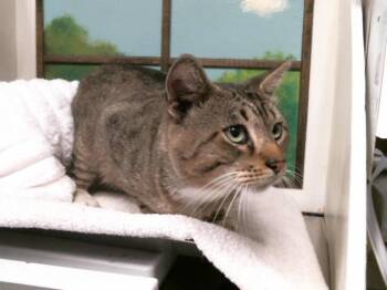 BUTCH -  Domestic Short Hair Cat for Adoption in Houston, Texas - BUTCH | PetCurious