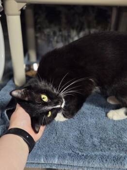 Ice Cream Sandwich -  Domestic Short Hair Cat for Adoption in Westland, Michigan - Ice Cream Sandwich | PetCurious