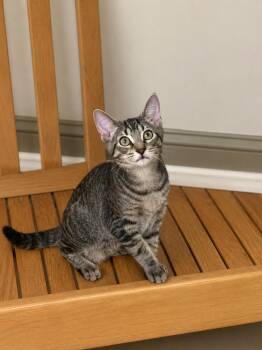 Everett -  Domestic Short Hair Cat for Adoption in Newtown Square, Pennsylvania - Everett | PetCurious