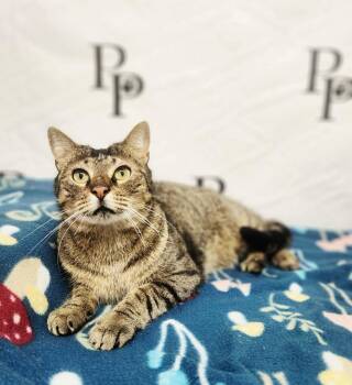 Domestic Short Hair Cats Available for Adoption - Preacher | PetCurious