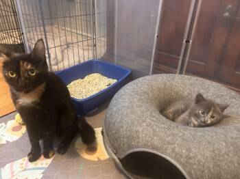 Blossom & Sweet Pea -  Domestic Short Hair Cat for Adoption in Thomaston, Connecticut - Blossom & Sweet Pea | PetCurious