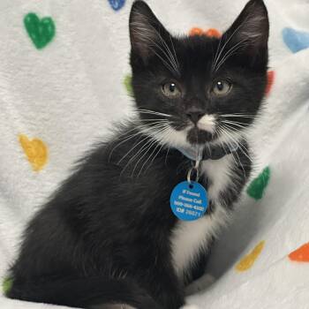 Tuxedo Cats Available for Adoption in Pasco, Washington - Mr. Potato Head | PetCurious