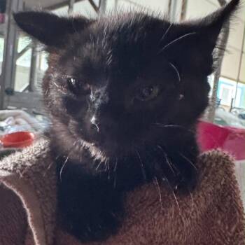 Black Bear -  Domestic Short Hair Cat for Adoption in Ferndale, Washington - Black Bear | PetCurious
