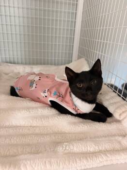 Blackie -  Domestic Short Hair Cat for Adoption in Suffolk, Virginia - Blackie | PetCurious
