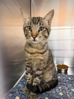 Peck -  Domestic Short Hair Cat for Adoption in St. George, Utah - Peck | PetCurious