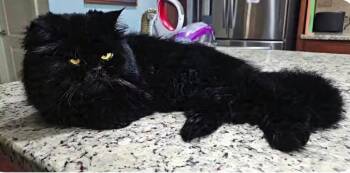 Sadie 2026 -  Persian Cat for Adoption in Powder Springs, Georgia - Sadie 2026 | PetCurious