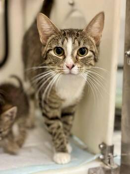 Minnie -  Tabby Cat for Adoption in Scottsburg, Indiana - Minnie | PetCurious
