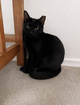 Ava -  Domestic Short Hair Cat Available for Adoption in Dallas, Texas - Ava | PetCurious