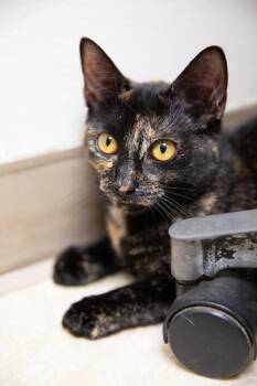 Tatiana -  Domestic Short Hair Cat for Adoption in Montclair, New Jersey - Tatiana | PetCurious