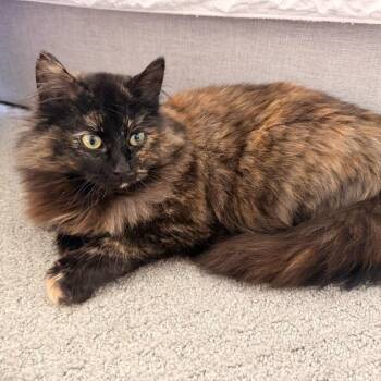 Domestic Long Hair Cats Available for Adoption in Minneapolis, Minnesota - Mocha | PetCurious