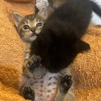 Alfie -  Domestic Short Hair Cat for Adoption in Houston, Texas - Alfie | PetCurious