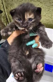 Domestic Short Hair Cats Available for Adoption in Riverside, California - ALMOND | PetCurious