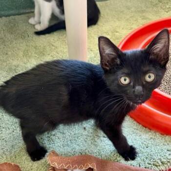 Ramen -  Domestic Short Hair Cat for Adoption in West Palm Beach, Florida - Ramen | PetCurious