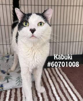 Domestic Short Hair Cats Available for Adoption in Wilkes-barre, Pennsylvania - Kabuki  | PetCurious