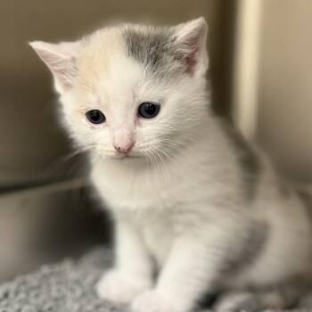 Alani -  Domestic Short Hair Cat for Adoption in Jacksboro, Tennessee - Alani | PetCurious