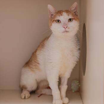 Arlington -  Domestic Short Hair Cat for Adoption in Los Angeles, California - Arlington | PetCurious