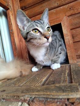 Rescue Domestic Short Hair Cats for Adoption - Paulie | PetCurious